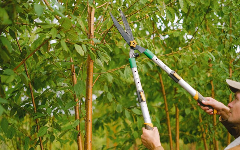 Tree trimming in Blanchard, ND