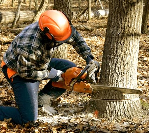 Tree Removal in Blanchard, ND